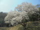 あきさんの宿根の大桜への投稿写真3