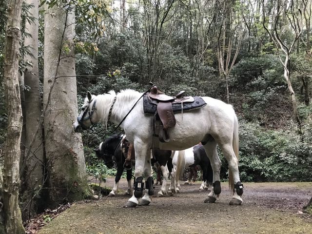 ������ɂ����Ă�Ԃ̋x�e��_�z�[�X�L�����v�@������