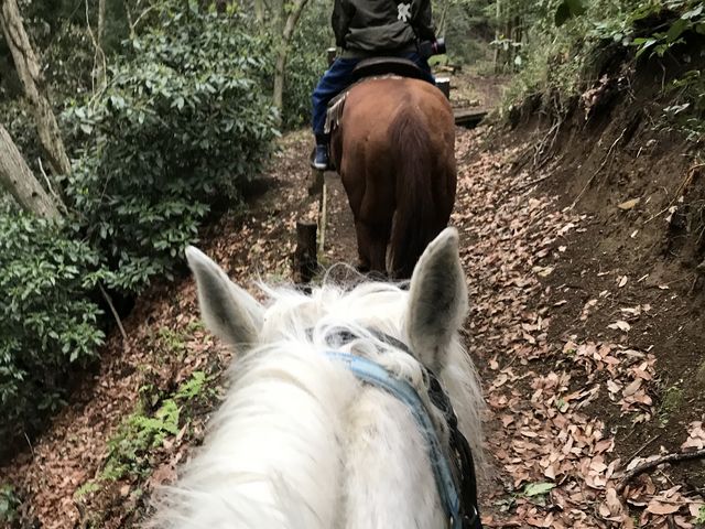 �R��_�z�[�X�L�����v�@������