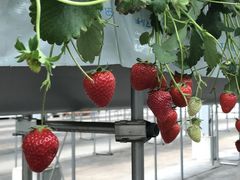 ݂̃gK@XvOt@[@ւ̓eʐ^1