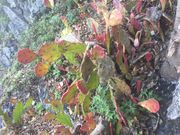 Ƃ񂳂̓V҂̕@̓eʐ^2