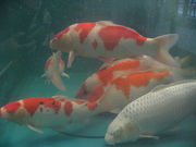 ނ̂܂𗬊ق炽̓eʐ^1