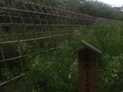 Kuda12̌Sԉ̔̃gl̓eʐ^1