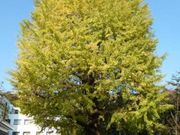 �g�����\����̑P�����̃C�`���E�̓��e�ʐ^1