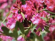 ����������̉F�������{�̓��e�ʐ^1