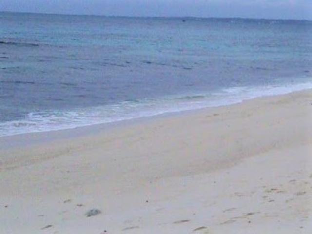 �^�����ȍ��A���C_���ԕl