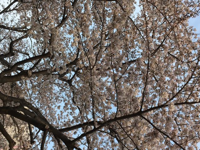 �������ꂢ�ł����B_�ʕ{���N�e���`