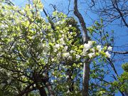 h`bN̎Rk̃VVIccW̓eʐ^1