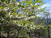 h`bN̎Rk̃VVIccW̓eʐ^2