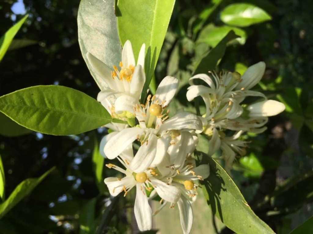 山口の町並みランキングtop10 じゃらんnet