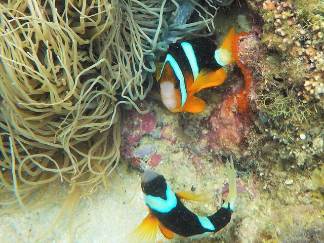 �N�}�m�~�ƃN�}�m�~�̗��c_�_�C�r���O�V���b�v�@�l�o�[�����h