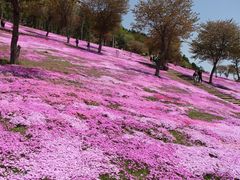 ��������񂳂�̎ł�����������ւ̓��e�ʐ^1