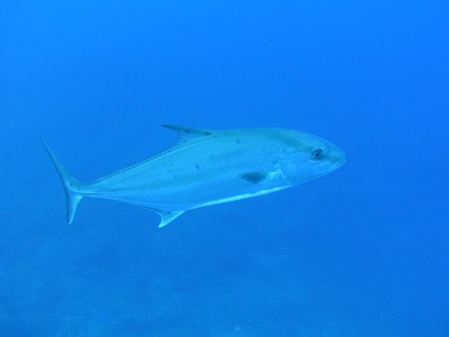 �G�o�[�u���[���v��