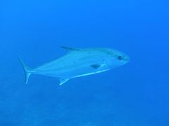 €̃Go[u[vւ̓eʐ^1