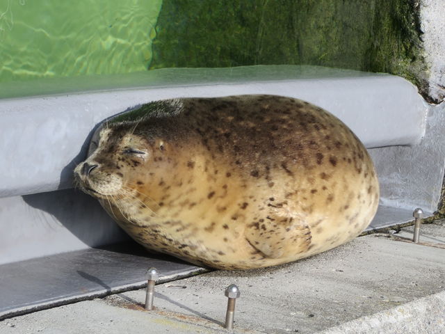 �A�U���V_���R������