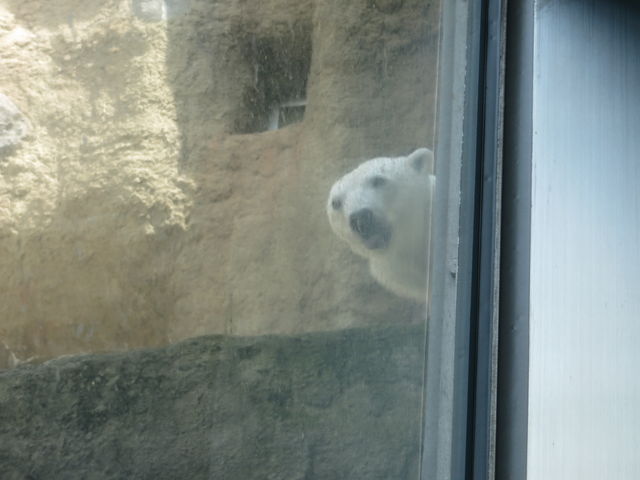 �V���N�}_���R������