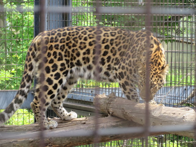 �`�[�^�[_���R������