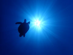 Ђ߂̃V[}bNX_CrONuւ̓eʐ^1