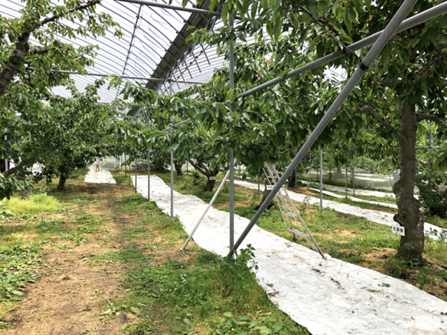 �������ڎ��_���������̏h�ό��ʎ���