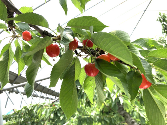 �������ڎ��_���������̏h�ό��ʎ���