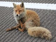 Ƃ񂳂̒mmPrW^[Z^[̓eʐ^6