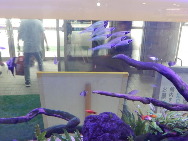 �����ɂ������O���X�L���b�g�t�B�b�V���̐���_�o�[�f�n�E�X�ӂ���