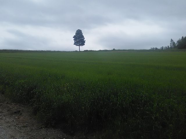 ΂̒ɋȈۂ^؁B_ӂ̃WiLjϔ_