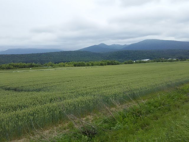 oX₩W܂ł̌iFQlB_ӂ̃WiLjϔ_