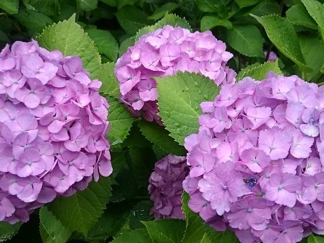 �J�オ��̎��z��_���t�̗�����