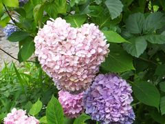 �j�R����񂳂�̒q�ω@�ւ̓��e�ʐ^1