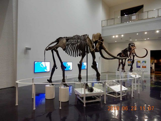 �����̃}�����X�ƃi�E�}���]�E_�k�C��������