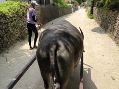 ���₳��̐����Ԋό��ւ̓��e�ʐ^1