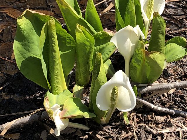 ���m�Ԃ̌Q��_���َR