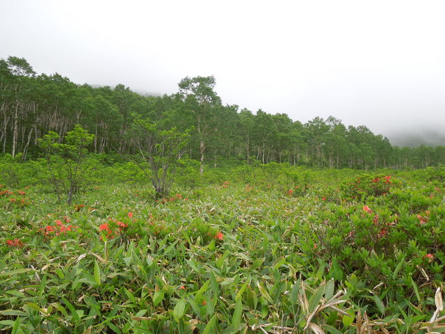 񂳂̖씽΂̃QccW̓eʐ^1