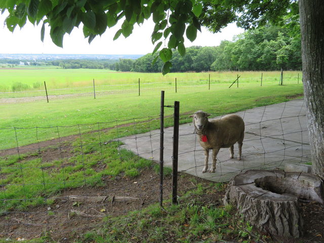 ��C�ŘȂޗr_�����ۂ�r���u�W�]��