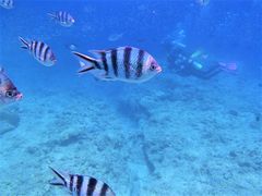 ꂱ̐̓A@Dive@ւ̓eʐ^1