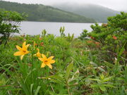 񂳂̖씽΂̃m]LXQ̓eʐ^1