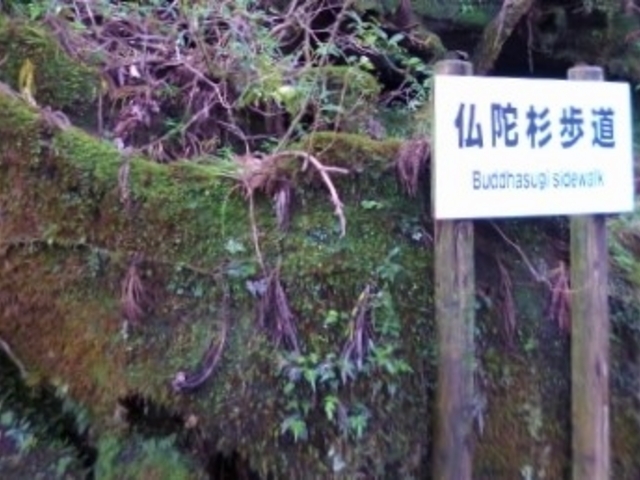 ���ɐ�����_���N�X�M�����h