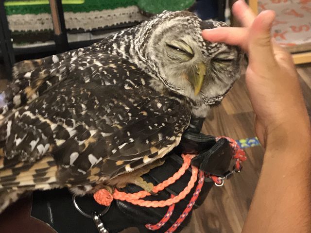 IfR𕏂łƃEbgĂāc_ANAtHXg@-̐X-