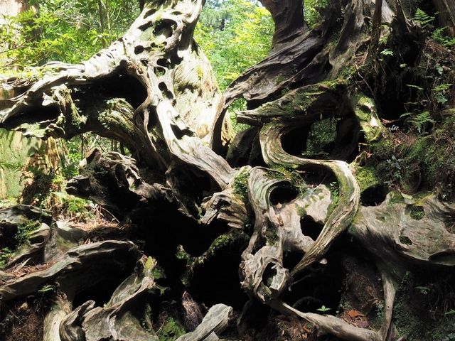 �䕗�œ|�ꂽ�֖䐙�̍�����_���N�X�M�����h