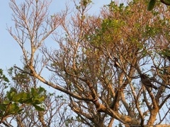 諏訪神社 山形県川西町 の口コミ一覧 じゃらんnet