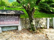 ˂񂳂̓퐳̓̕eʐ^1