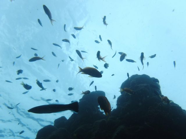 ����Ə��y����_�G�R�T�[�t�@�[