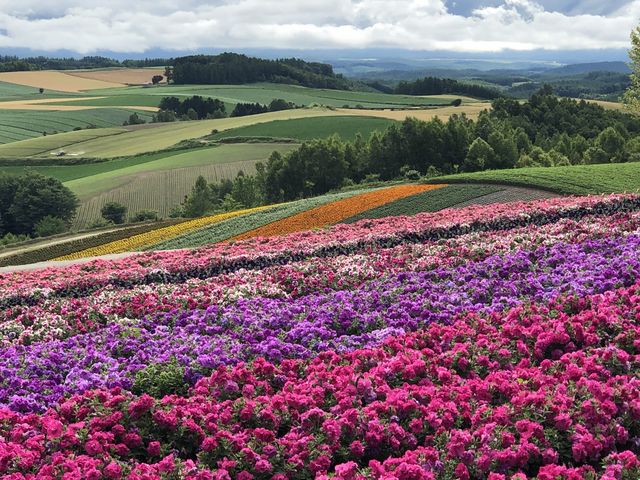 �L�����Ԕ�_�l�G�ʂ̋u