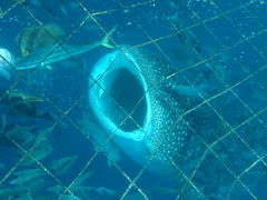 cyh1214̖` ꑍAEghAcA[Xւ̓eʐ^1