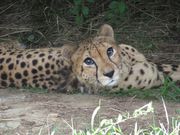 J񂳂̋\㓇AX̓eʐ^2