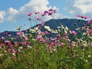 񂳂̒AvXԂ̗̃RXX̓eʐ^1