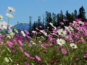 񂳂̒AvXԂ̗̃RXX̓eʐ^2