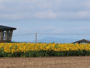 E102̑󒬂̂Ђ܂蔨̓eʐ^1