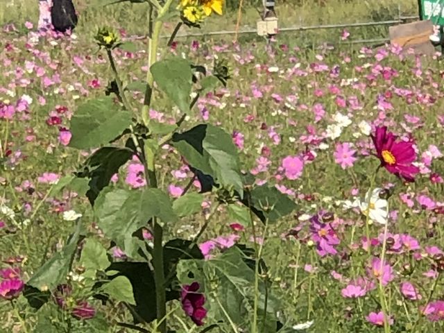 �ڂ��������Ђ܂��_�U�R�𗬊ف@�G�̗�